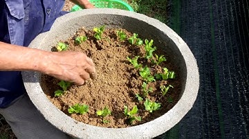 Kỹ thuật trồng hoa cúc pha lê tết 2022