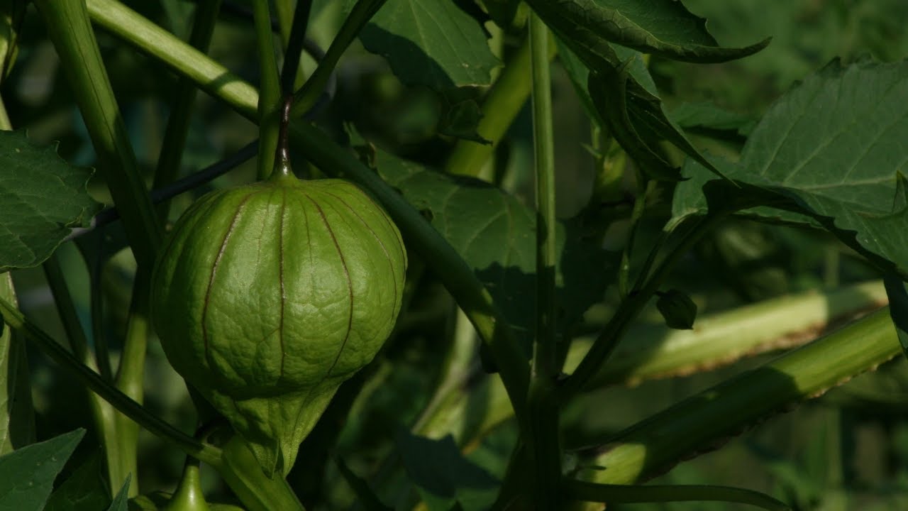 Tomatillo Find out what the experts say, get serving sizes, and