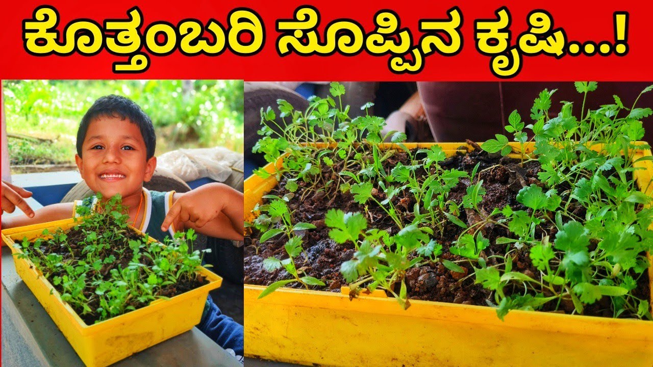 ಮನೆಯಲ್ಲೇ ಕೊತ್ತಂಬರಿ ಬೆಳೆದ ಚಿಕ್ಕ ಕೃಷಿಕ..! #coriander #cultivation #villagelife #agriculture 