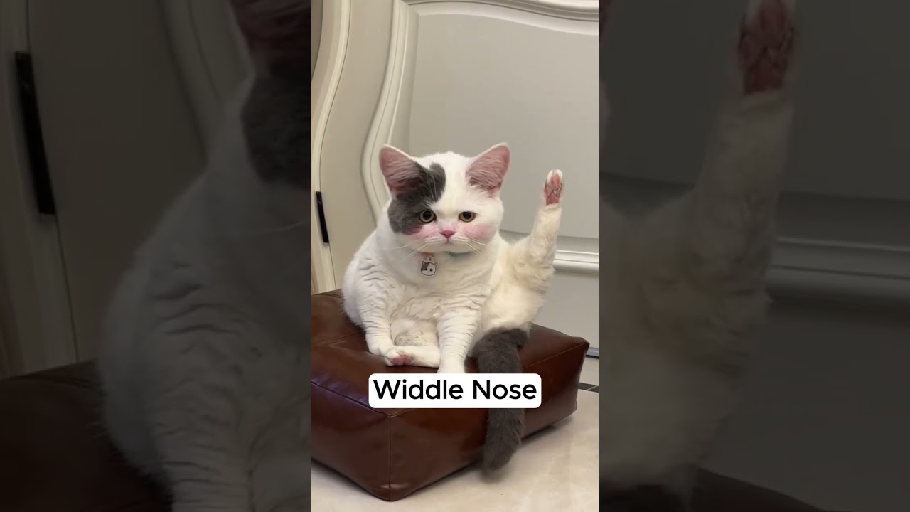 Widdle Nose, Loaf Mode, and Adorable Pose! 🐱💖 