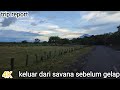 Balik dari Savana Bekol Taman Nasional Baluran sebelum gelap trip report 