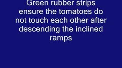 tomato sorter sizer details