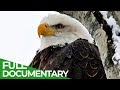 Eagles the kings of the sky  free documentary nature