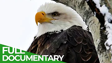 Eagles: The Kings of the Sky | Free Documentary Nature