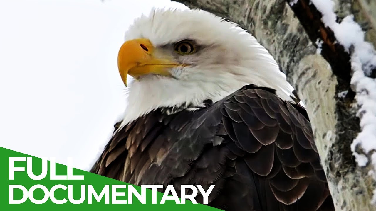 Download Eagles: The Kings of the Sky | Free Documentary Nature