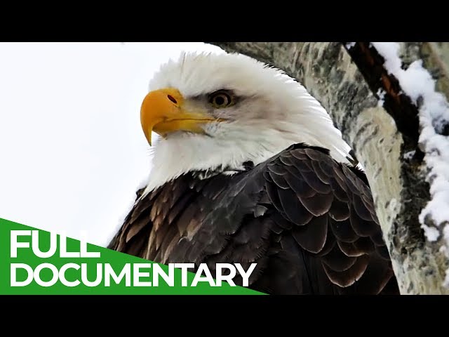 Eagles: The Kings of the Sky | Free Documentary Nature class=