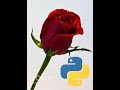 Red Rose Drawing with Python #shorts
