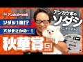 【秋華賞 予想】ソダシ1強？それとも・・!? アンカツの展開予想＆出走馬格付け評価！