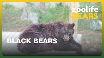 Zoolife Bears 🐻 | What Have the Black Bears Been Up To Recently?