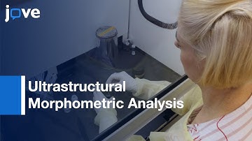 Ultrastructural Morphometric Analysis of SVs Distribution | Protocol Preview