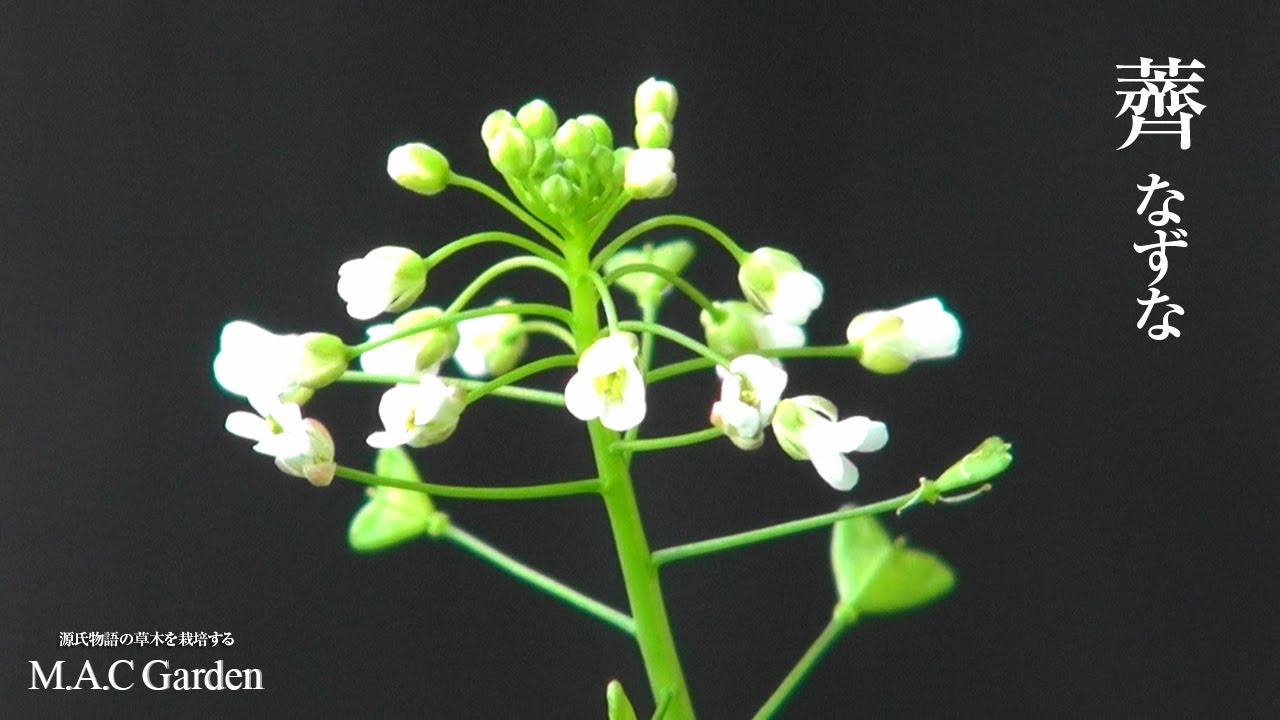 ナズナってどんな花が咲くの