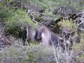 Tahr Rut - Scrub Bulls in Westland Wilderness