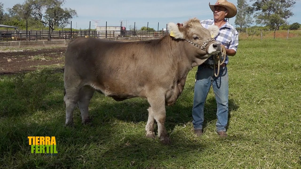 Tierra Fértil Tv- Producción de ganado doble propósito, raza Suizo Europeo (12.10.24)
