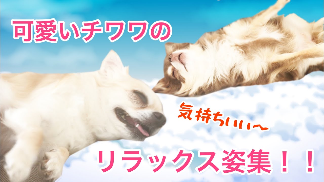 寝顔 可愛いチワワのリラックス姿の詰め合わせ 犬の癒し系ペット動画 Youtube 寝顔 可愛いチワワのリラックス姿の詰め合わせ 犬の癒し系ペット動画 Youtube