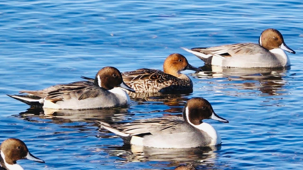 豬苗代湖避冬雁鴨 福島縣豬苗代湖 YouTube