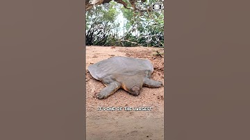 Cantors weekschildpad 🐢 Deze schildpad was "UITGESTORVEN"!