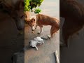 reyl Tom and Jerry