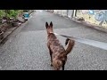 Heartwarming City Walk with My Hound-Like Chinese Rural Dog