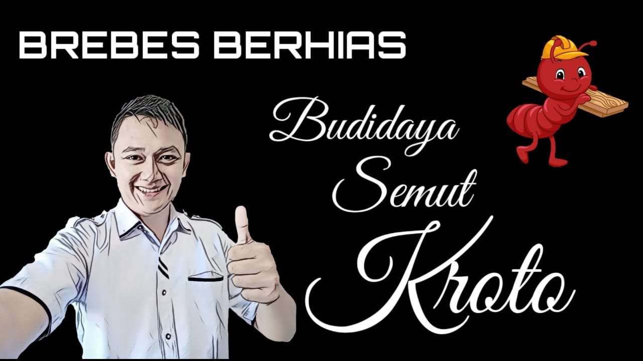 TERNAK SEMUT KROTO BREBES || Pemindahan Ratu Semut Rangrang || KENZIE