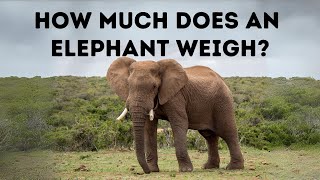 How Much Does An Elephant Weigh?