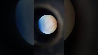 ##Amphioxus Pharynx#BSC 4 semester##