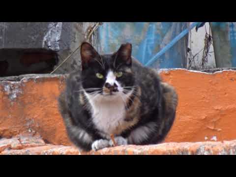 산촌마을에서 만난 귀여운 고양이 ...A cute <strong>Cat</strong> I met in a mountain village......Jeonju <strong>city</strong>...全州市.... ...KOREA