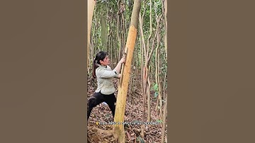 From Tree to Kitchen Cinnamon Bark 🌿