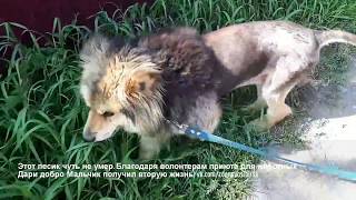 Прикосновение добра Работа волонтеров приюта для животных Дари добро по спасению животных. Прикосновение добра Работа волонтеров приюта для животных Дари добро по спасению животных.