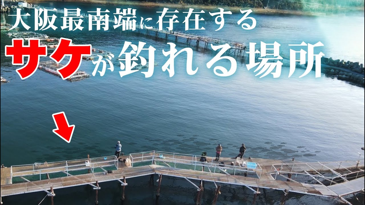 【大阪の最南端】美味しすぎるサケがライトゲームで釣れる最強ポイント。トラウトサーモンのシーズン突入です！！　#小島養魚場