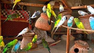 Budgies birds sounds | Beautiful Australian parrot talking | Beautiful birds singing voice screenshot 5