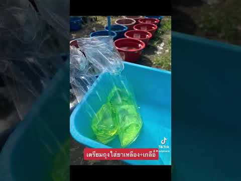 วีดีโอ: การดูแลปลา: ปลากัดไทย