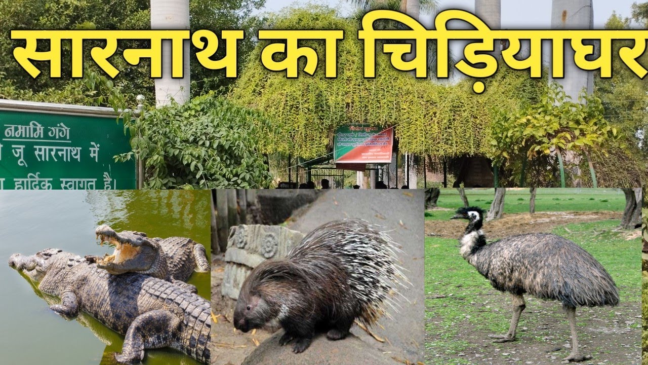 चिड़ियाघर सारनाथ वाराणसी। Sarnath Zoo Varanasi. sarnathzoo 