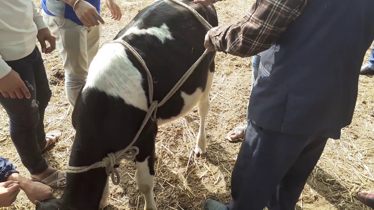 Casting process in cattle YouTube