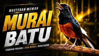 MURAI BATU FULL ISIAN TEMBAKAN MEWAH KRETEKAN KERAS SANGAT AMPUH MELATIH MURAI BATU BONGKAR ISIAN