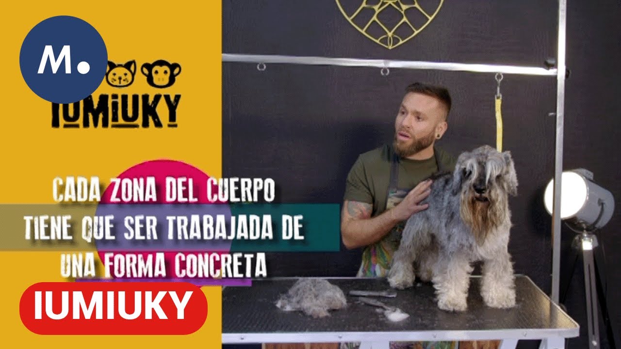 IUMIUKY | Cómo cortar el pelo a un Schnauzer y más consejos de cuidado