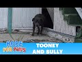 Hope For Paws: This pregnant Pit Bull was not alone under this abandoned school!!