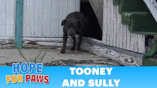 Hope For Paws: This pregnant Pit Bull was not alone under this abandoned school!! #senior