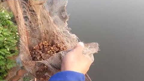 HƯỚNG DẪN NÉM THÍNH CÂU LỤC ĐẦU CẦN[Đồ Câu Hải Đăng ]