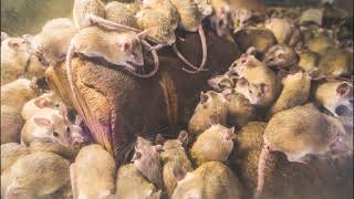Protect Your Agribusiness with ContraPest®—Birth Control for Rats