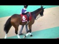 2014 10/12 第65回 毎日王冠(ＧＩＩ) パドック 現地映像 エアソミュール