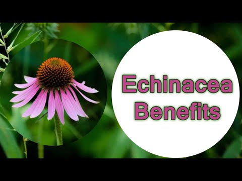 Echinacea, Benefits, Uses, Side Effects and Dosage | Global Herbal Tips | GlobalHerbalTips