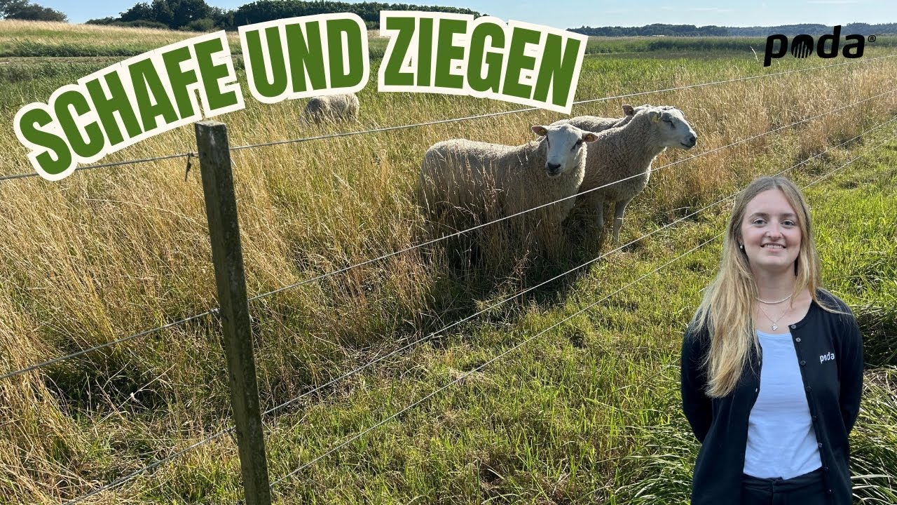 Zäune für Schafe und Ziegen – welche sollten Sie wählen? | Poda Zaun