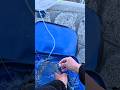湾内に巨大カマスを泳がせたら