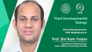 Shoot Development: SAM Maintenance