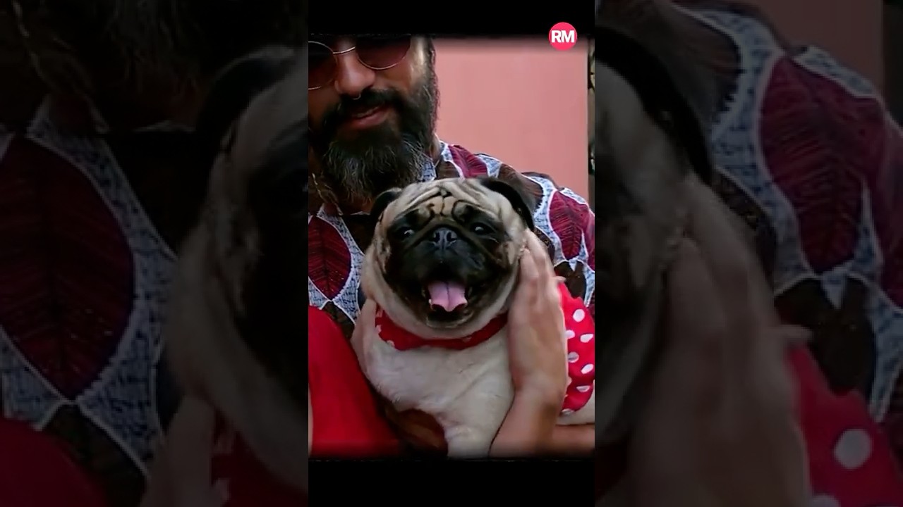 ¿Por qué los jóvenes prefieren a los perros antes que tener un hijo?