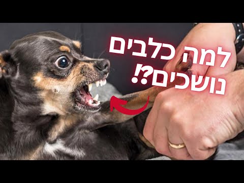 וִידֵאוֹ: האם פשפשים נושכים כלבים?