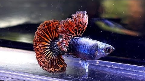 Cập Nhật Những Dòng Cá Bảy Màu Đang Nuôi Tại Trại | Ngắm Cá Thư Giãn | Dat Guppy