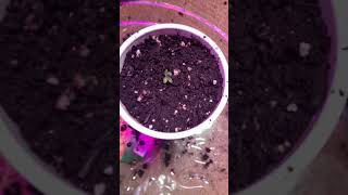 Michigan Shot Out To All Growers