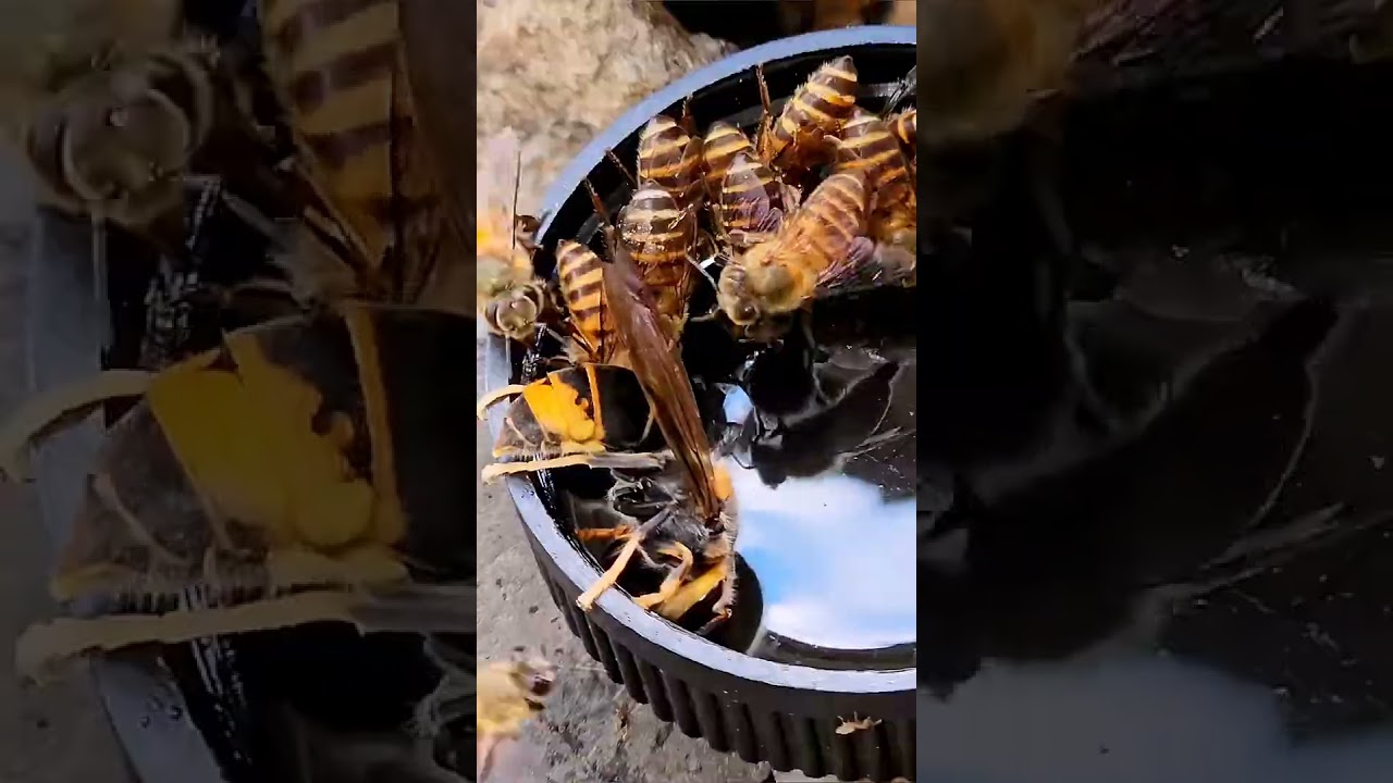 Bees Drinking Nectar Together at the Hive Entrance 🐝🐝