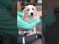 遊び疲れて気絶しそうな犬がコチラ...笑【ボーダーコリー】#shorts